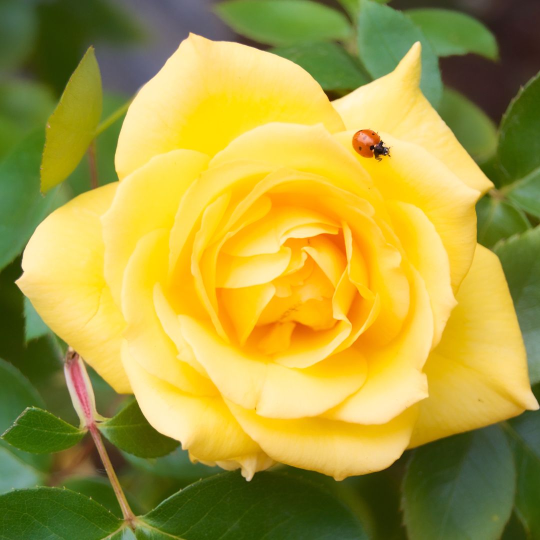 Ladybug on roses